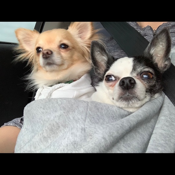 Meet your Posher, Hillary! ππΊπ§π₯πβ€οΈ - Picture 3 of 14